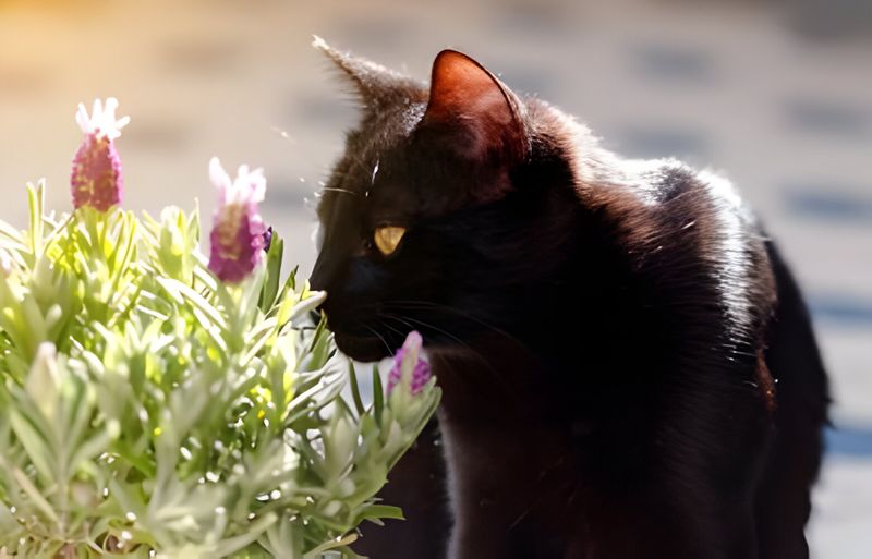 Using Strong Scents