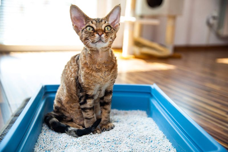 Using The Litter Box Properly