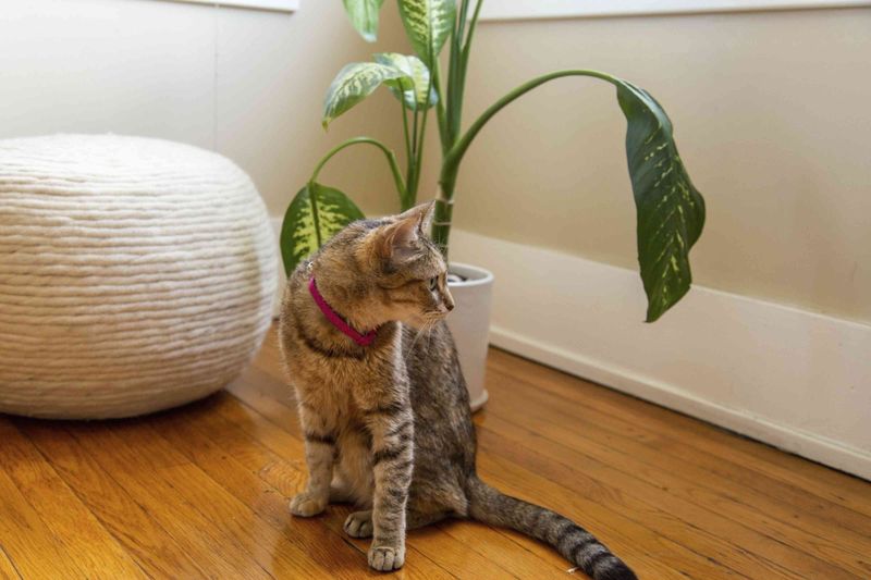 Using Toxic Plants and Cleaners