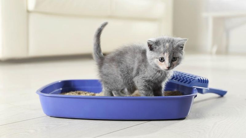 Using the Litter Box
