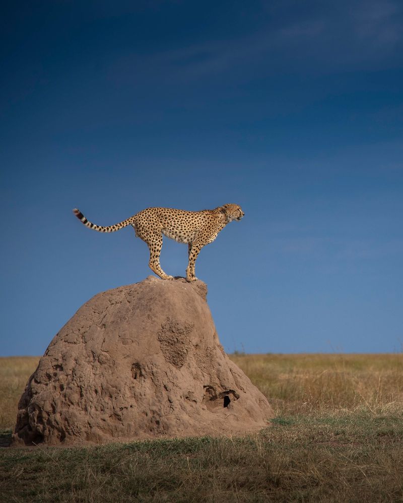 Utilizing Elevated Vantage Points