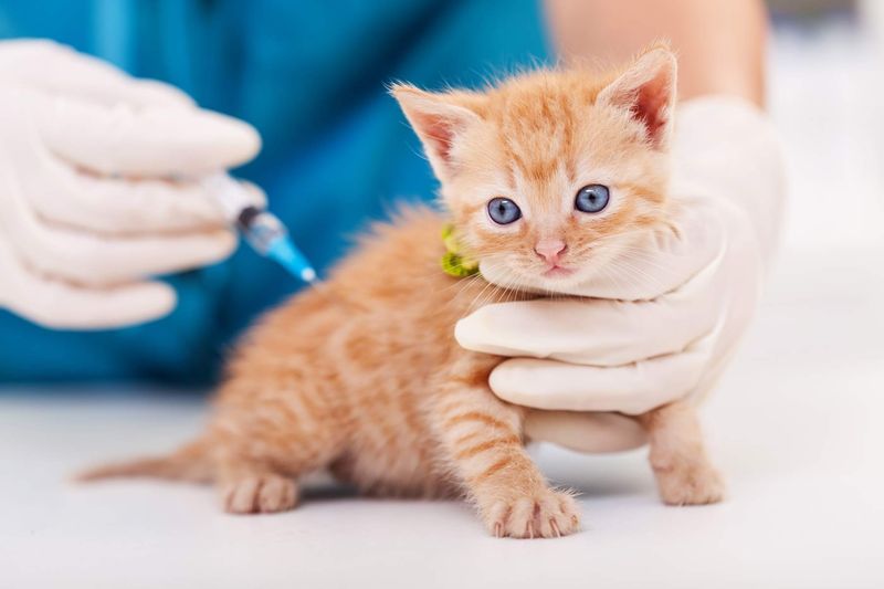 Vaccinations Up to Date