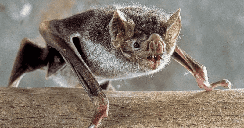 Vampire Bats