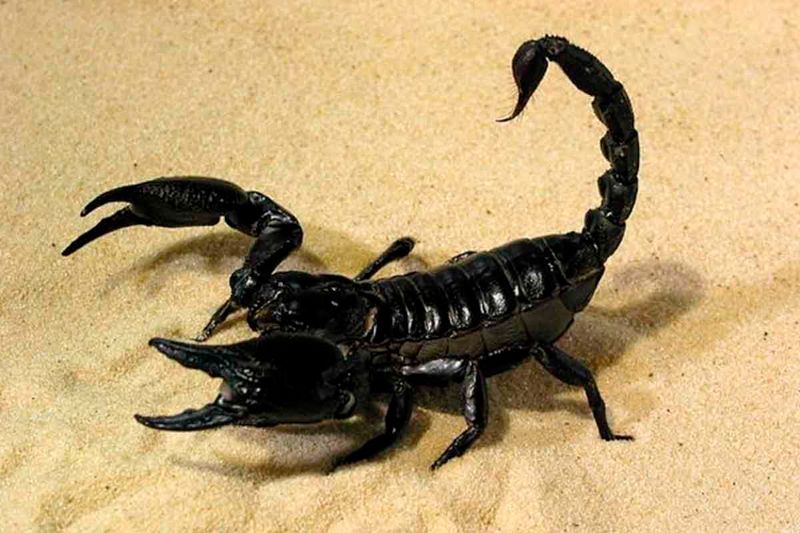 Venomous Scorpions
