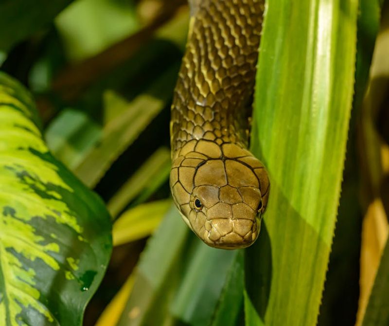 Venomous Snakes