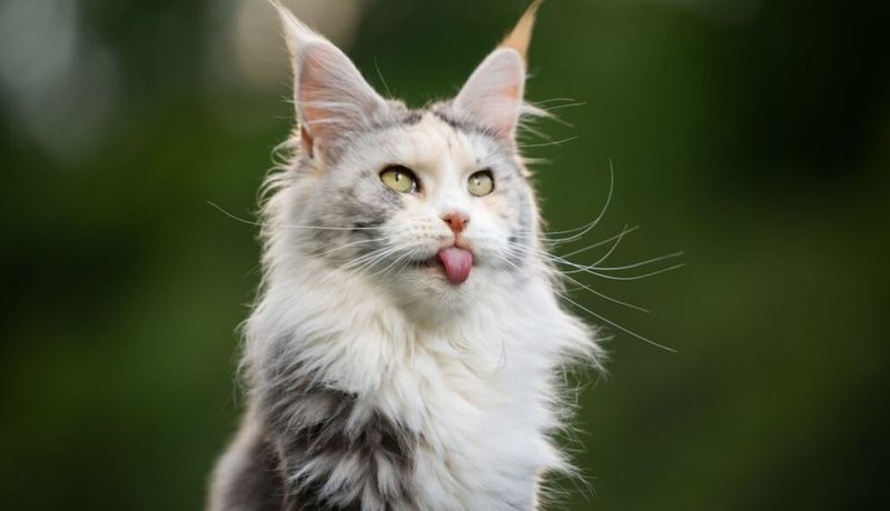 Veterinary Bills Add Up