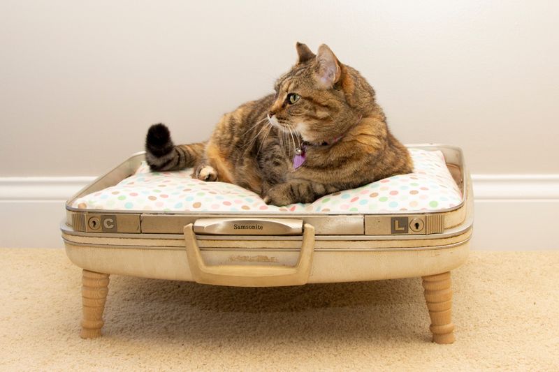 Vintage Suitcase Bed