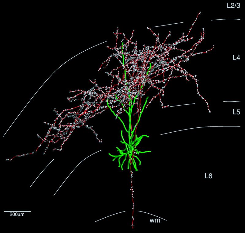 Visual Cortex Neurons
