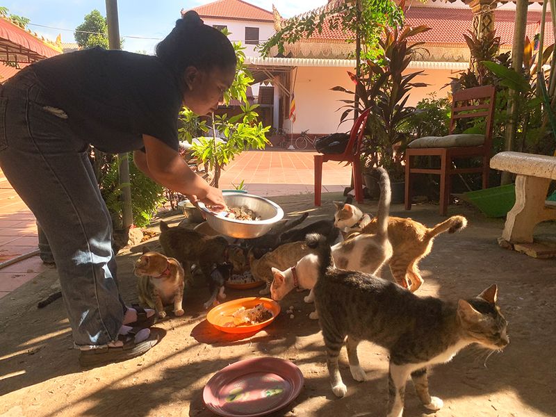 Volunteer with Street Cat Programs in Latin America