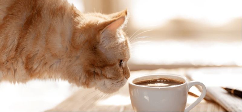 WORST: Caffeine