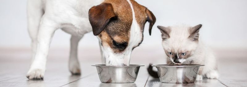 WORST: Dog Food