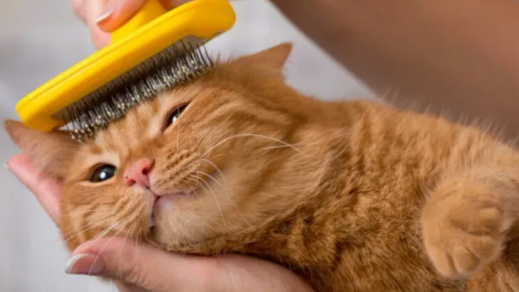 Want a Stronger Bond With Your Cat? Here’s What They Actually Care About