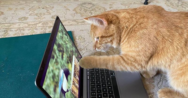 Watching Bird Videos