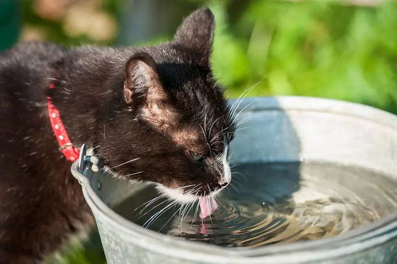 Water-Finding Abilities