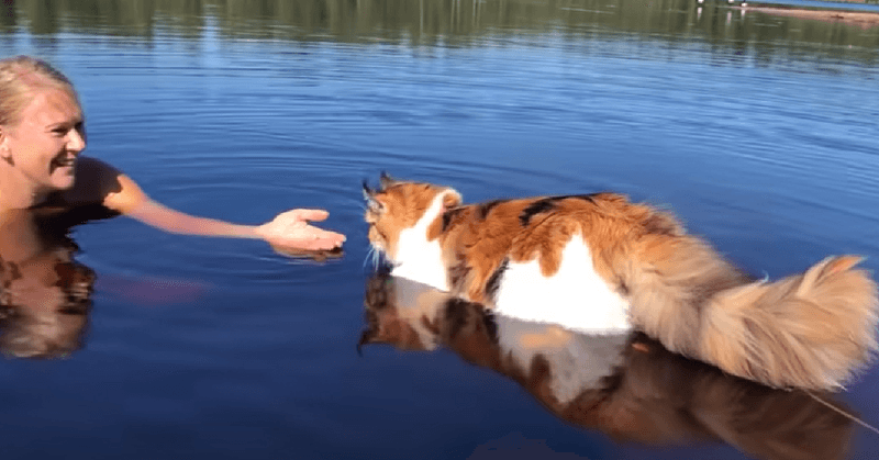 Water-Loving Felines