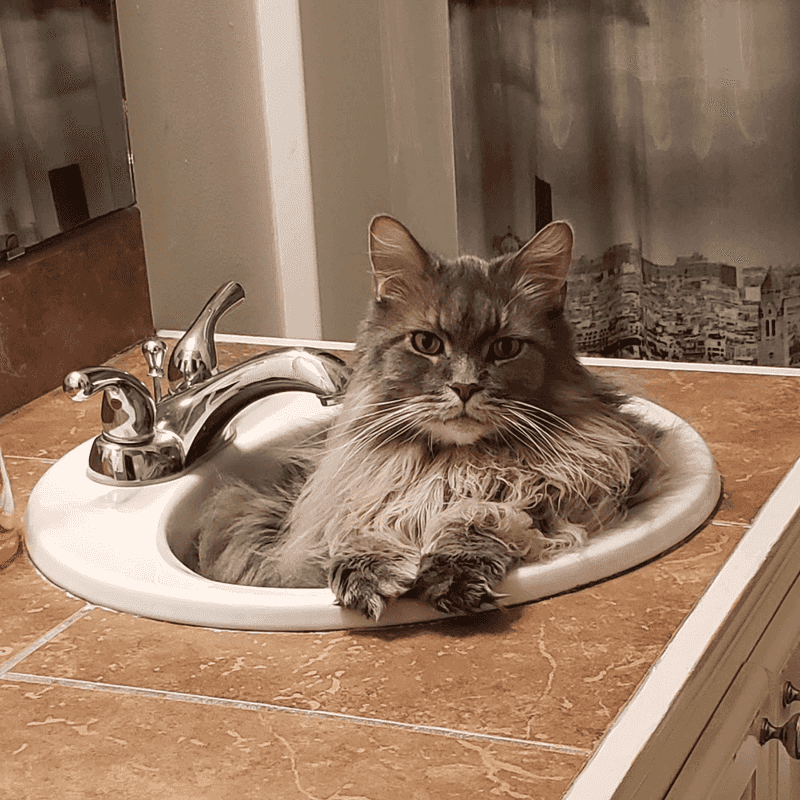 Water-Obsessed Behavior