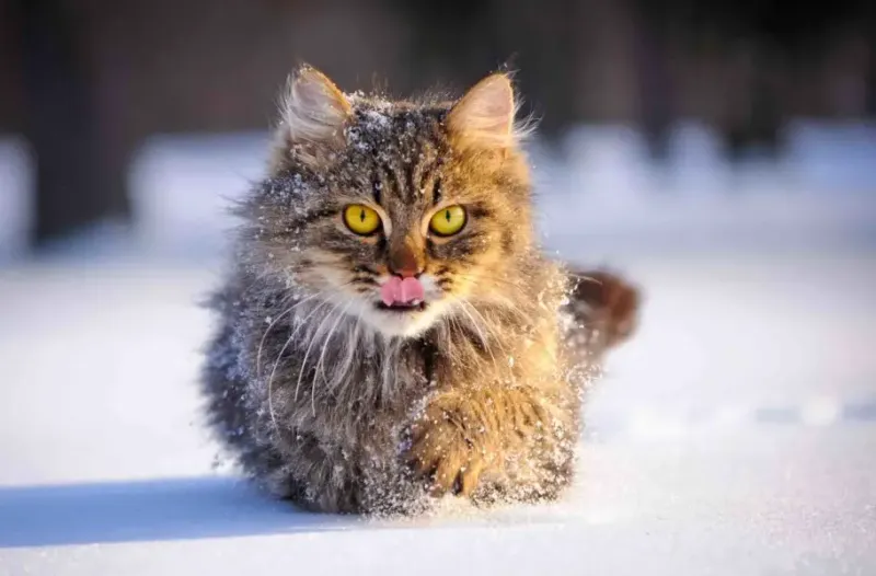 Weather Adaptation