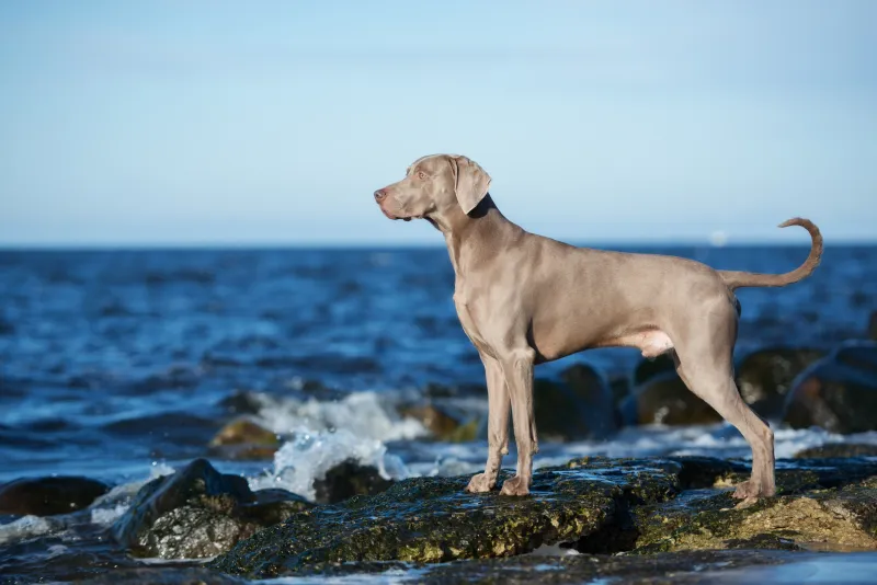 Weimaraner and Bengal