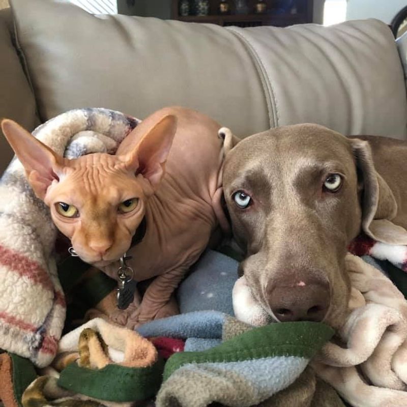 Weimaraner