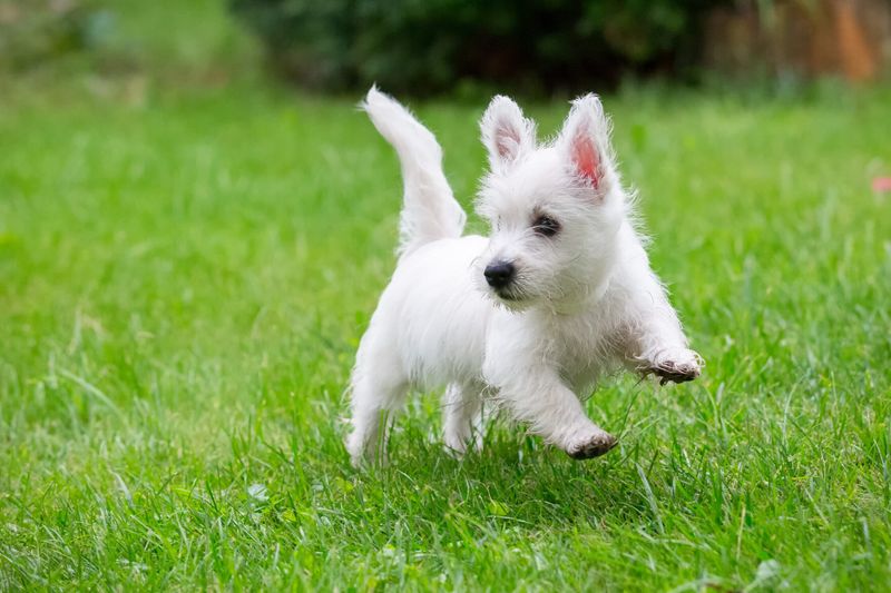 West Highland White Terrier