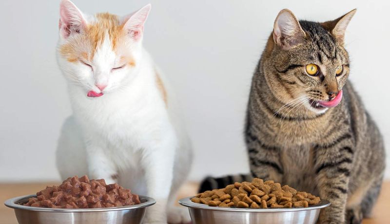 Wet vs. Dry Food Debate