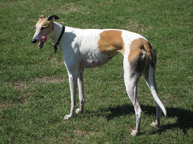 Whippet