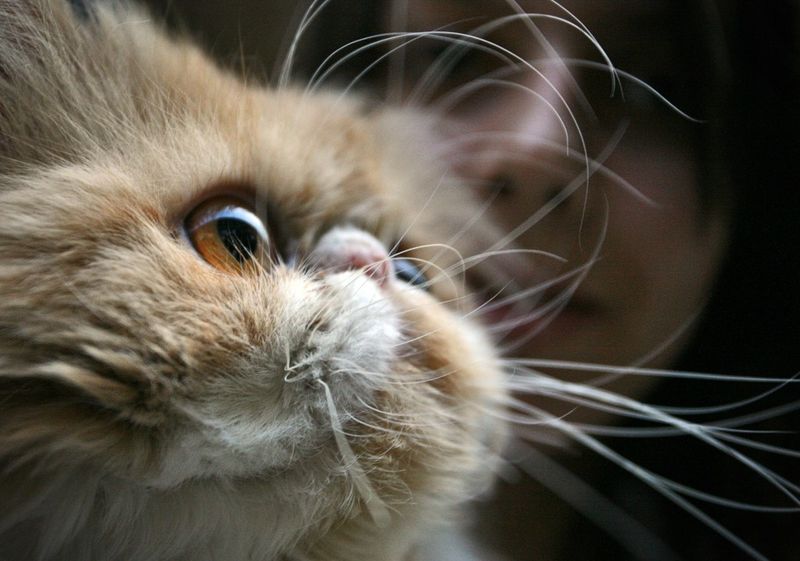 Whisker Changes