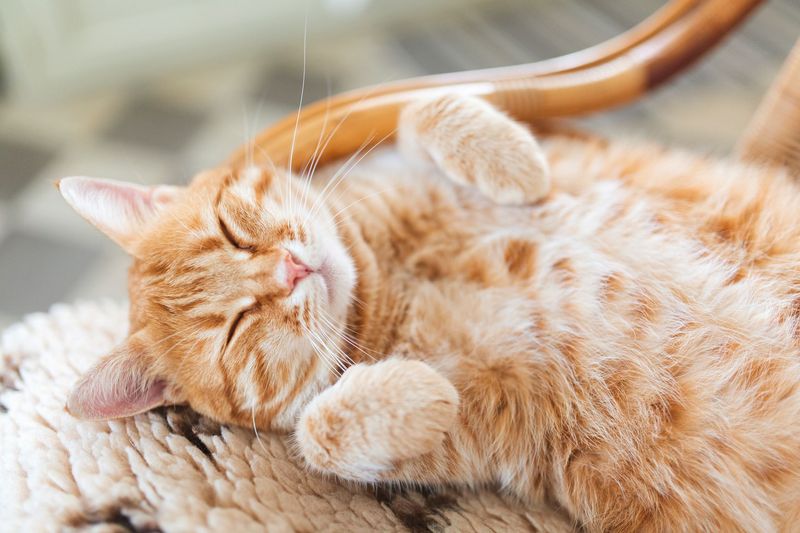 Whisker Relaxation Mode