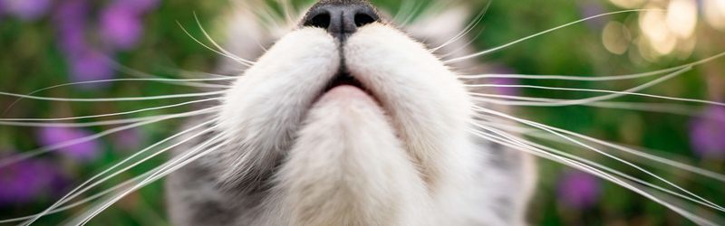 Whiskers Are Sophisticated Sensory Tools