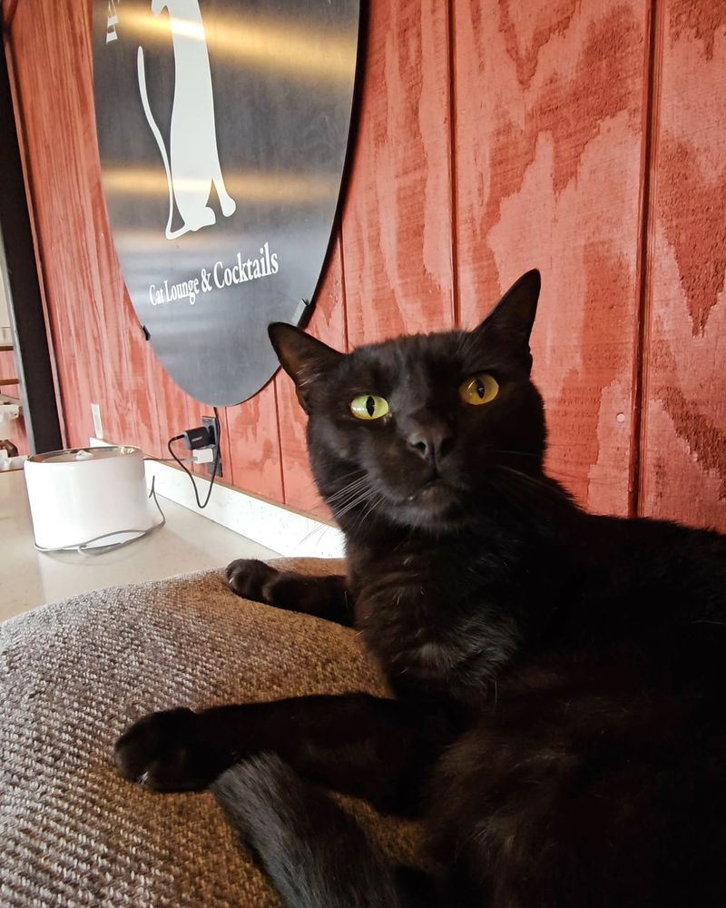 Whiskers & Wine – San Diego, CA