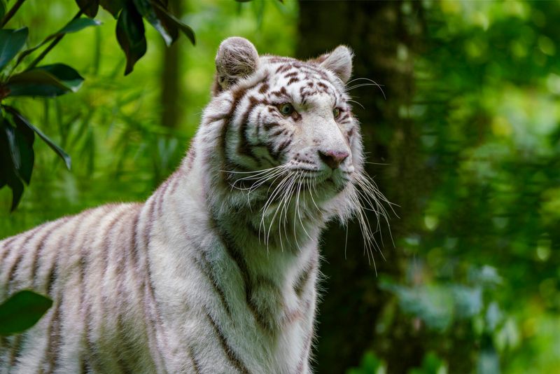 White Tiger