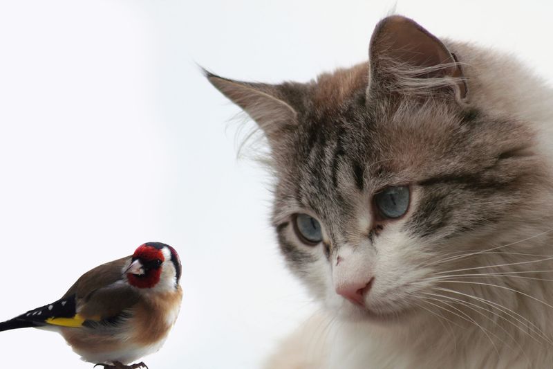 Window Bird Watching Theater