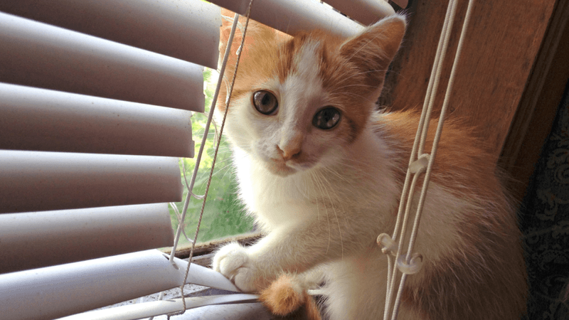 Window Blind Cords