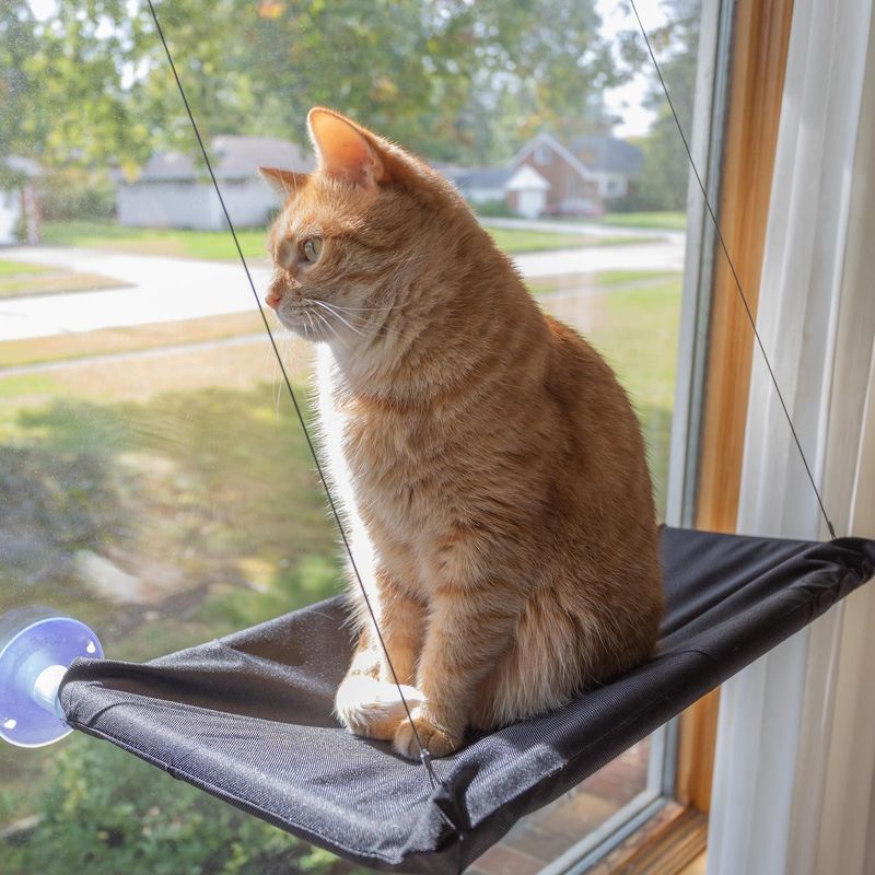 Window Perch Hammock