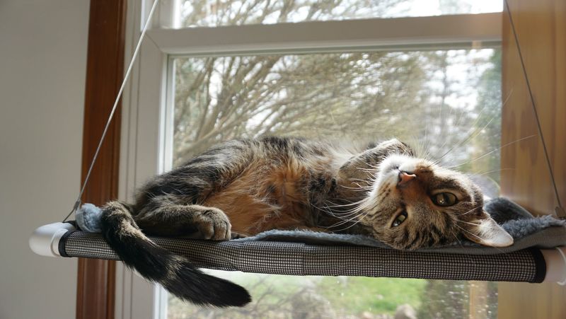 Window Perch