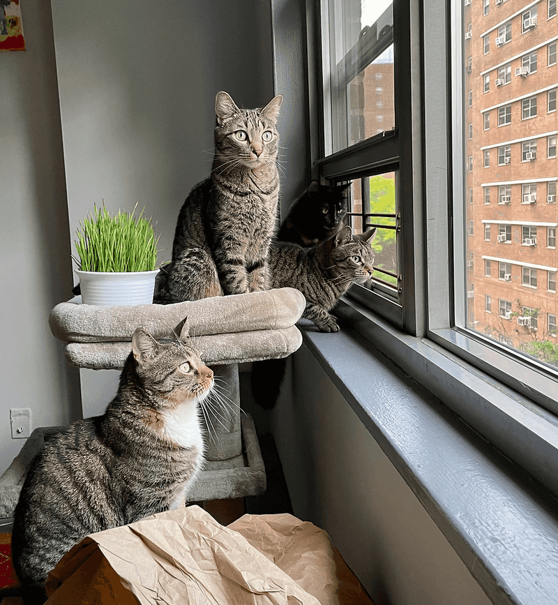 Window Perches Create Kitty TV