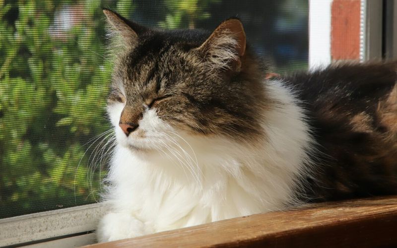 Window Perches Provide Safe Outdoor Viewing