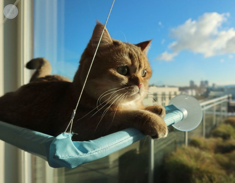 Window Sill Peril