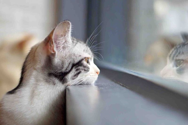 Window Watching Becomes an Obsession
