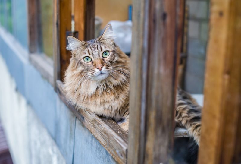 Window Watching Engagement