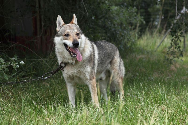 Wolf Hybrids