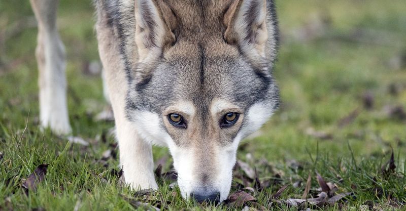 Wolf Hybrids