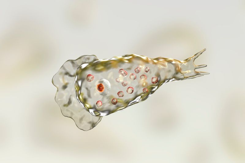 Brain-Eating Amoebas