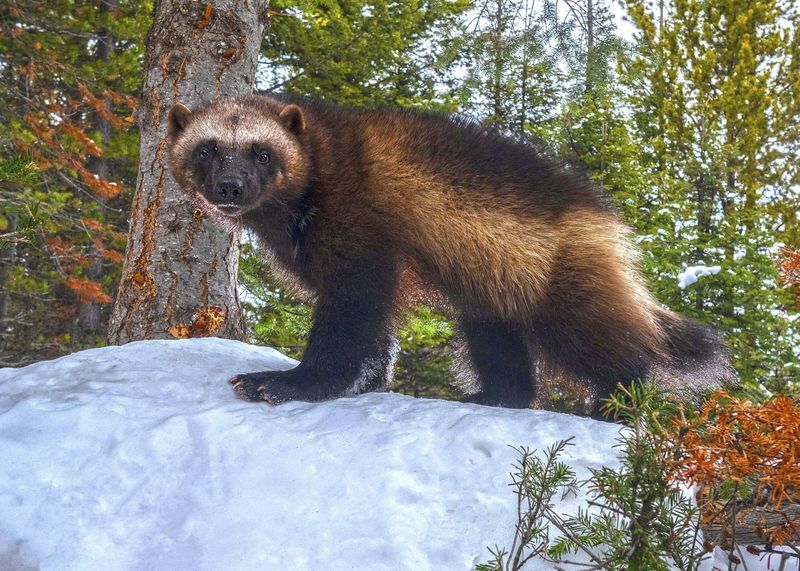Wolverine