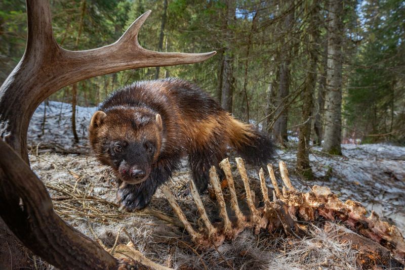 Wolverine