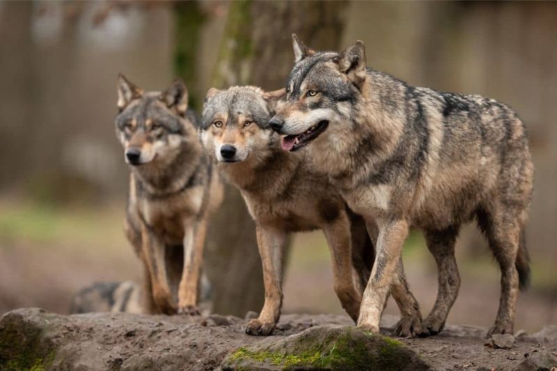 Wolf Packs