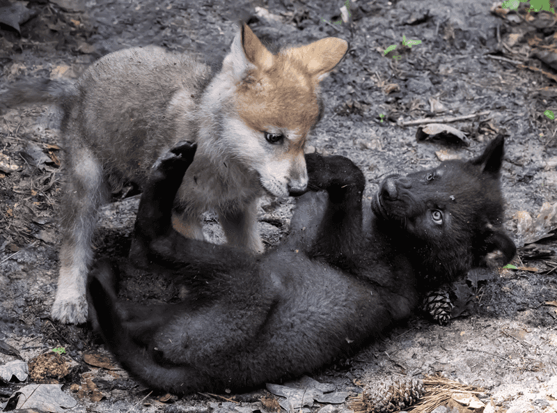 Wolves Share Pack Resources