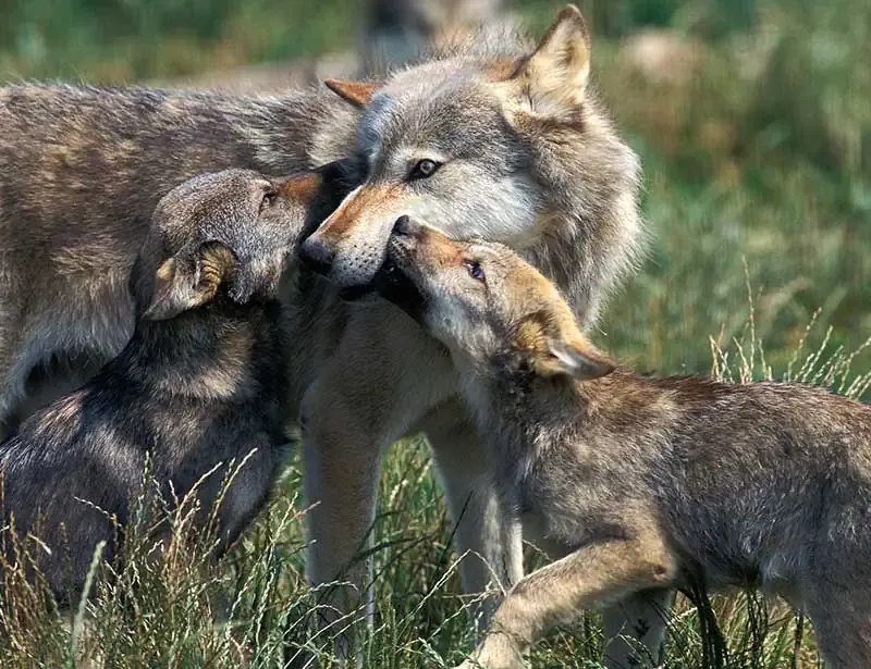 Wolves