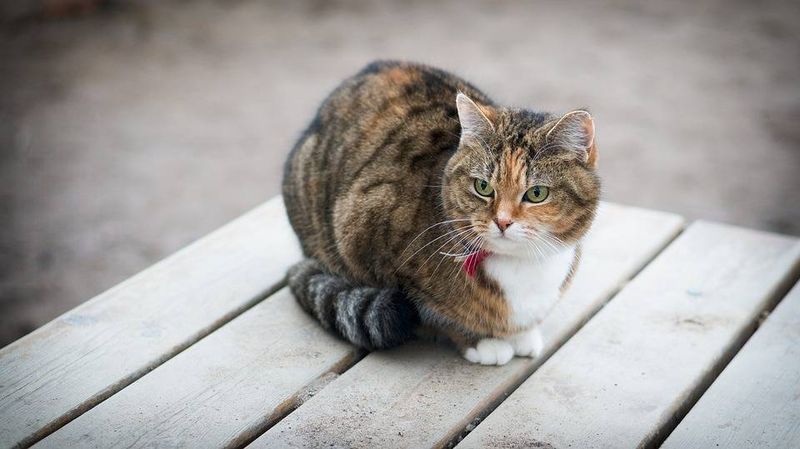 Wrapping Tail Around Their Body