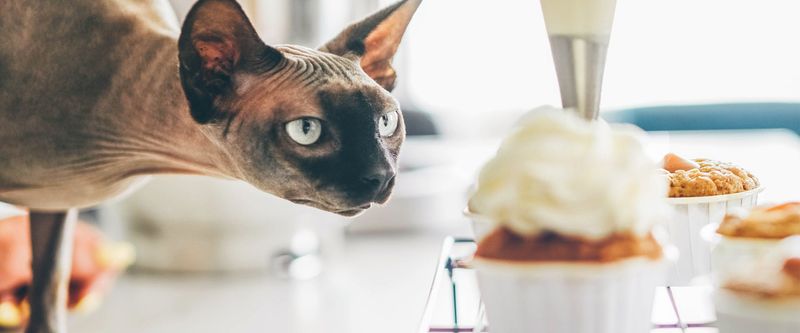 Xylitol: Hidden Sweet Danger